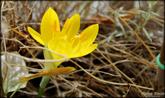 Sternbergia