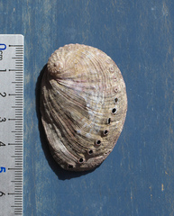 Haliotis diversicolor