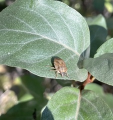 Pachycorinae