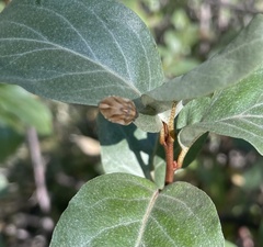Pachycorinae