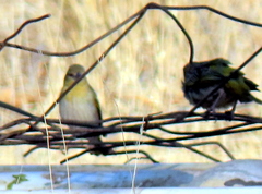 Ploceus velatus caurinus