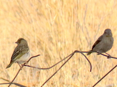 Ploceus velatus caurinus