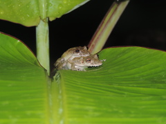Scinax
