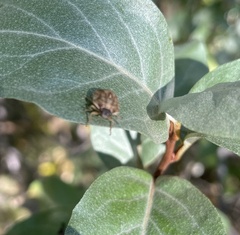 Pachycorinae