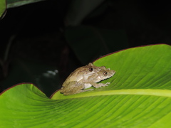 Scinax
