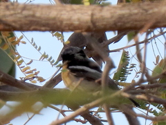 Batis pririt affinis