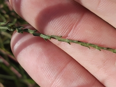 Symphyotrichum adnatum