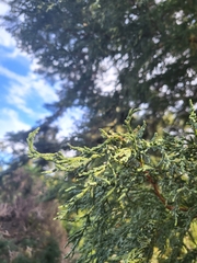 Juniperus scopulorum