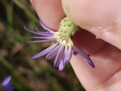 Symphyotrichum adnatum