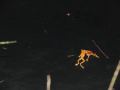 Dendropsophus microcephalus