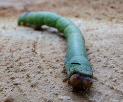 Biston betularia