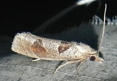 Pelochrista dorsisignatana