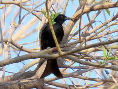 Dicrurus adsimilis apivorus