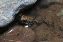 Rhinella limensis