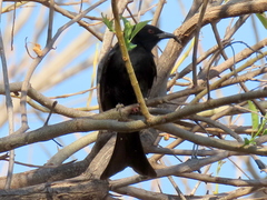 Dicrurus adsimilis apivorus