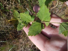 Eupatorium pubescens