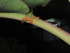 Dendropsophus microcephalus