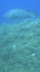 Epinephelus marginatus