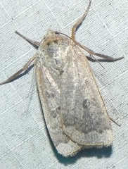 Abagrotis alternata