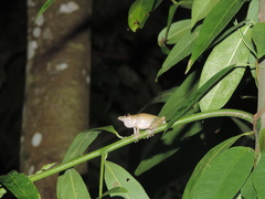 Scinax