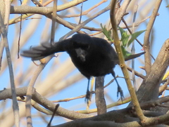 Dicrurus adsimilis apivorus