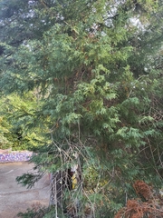 Juniperus scopulorum