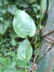 Aristolochia acuminata
