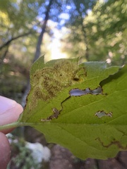 Liriomyza limopsis