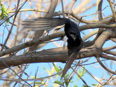 Dicrurus adsimilis apivorus