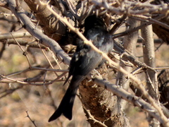 Dicrurus adsimilis apivorus