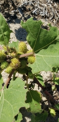 Xanthium