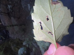 Liriomyza limopsis