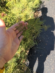 Desmanthus illinoensis