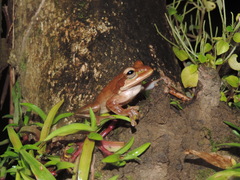 Smilisca phaeota