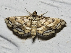 Hileithia magualis
