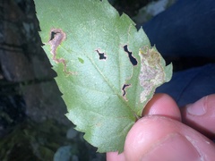 Liriomyza limopsis
