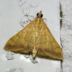 Pyrausta pseudonythesalis