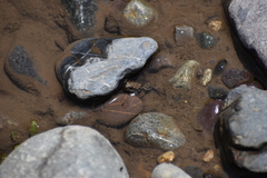 Rhinella limensis