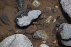 Rhinella limensis