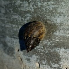 Littoraria angulifera