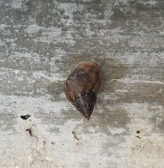 Littoraria angulifera