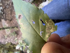 Liriomyza limopsis