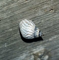 Littorininae
