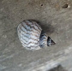 Littorininae