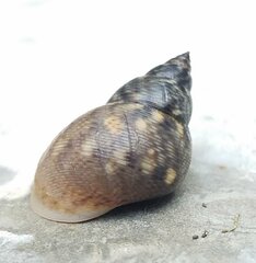 Littoraria angulifera