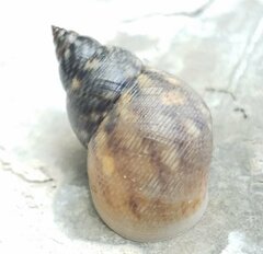 Littoraria angulifera