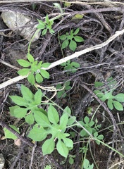 Ipomoea pes-tigridis