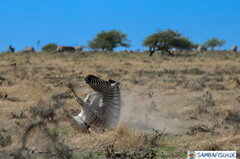 Equus quagga burchellii