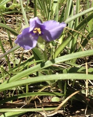 Tradescantia