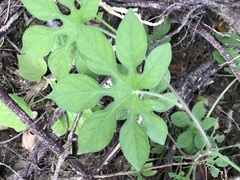 Ipomoea pes-tigridis